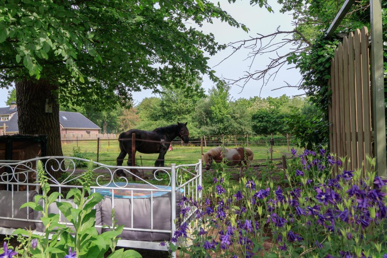 Het Grote Paard Daire Havelte Dış mekan fotoğraf